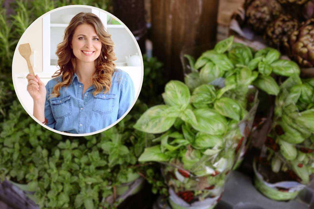 erbe aromatiche varie e donna nel riquadro