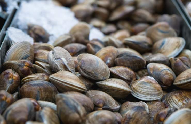 Vongole in un contenitore