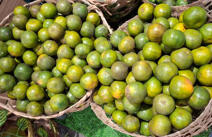 Arance malate di greening