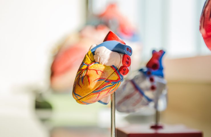 Il modellino di un cuore