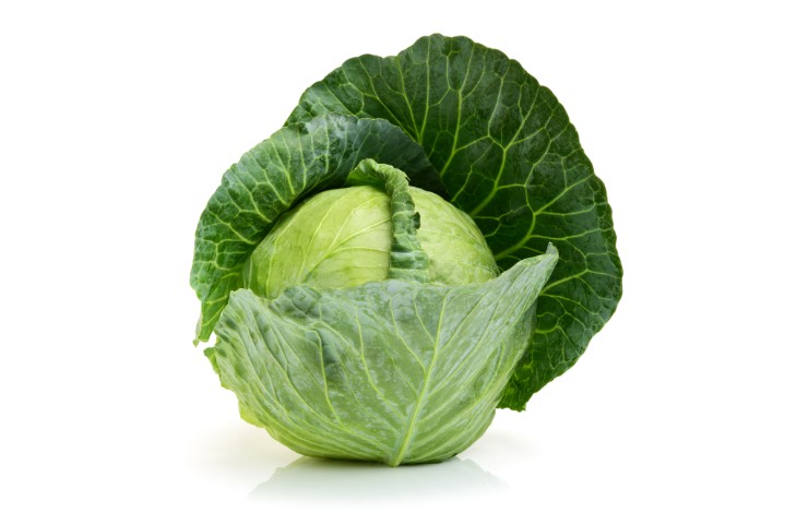 Un cavolo verza