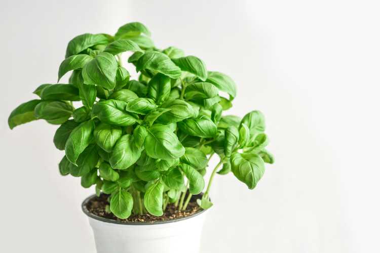 Sale aromatizzato tutto l'anno - ButtalaPasta.it