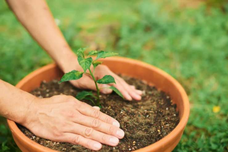 mani che compattano la terra in un vaso