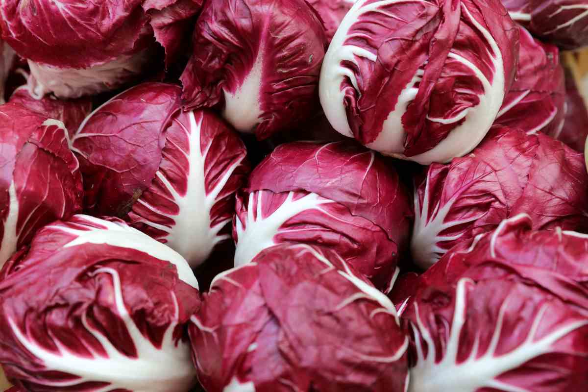 cespi di radicchio