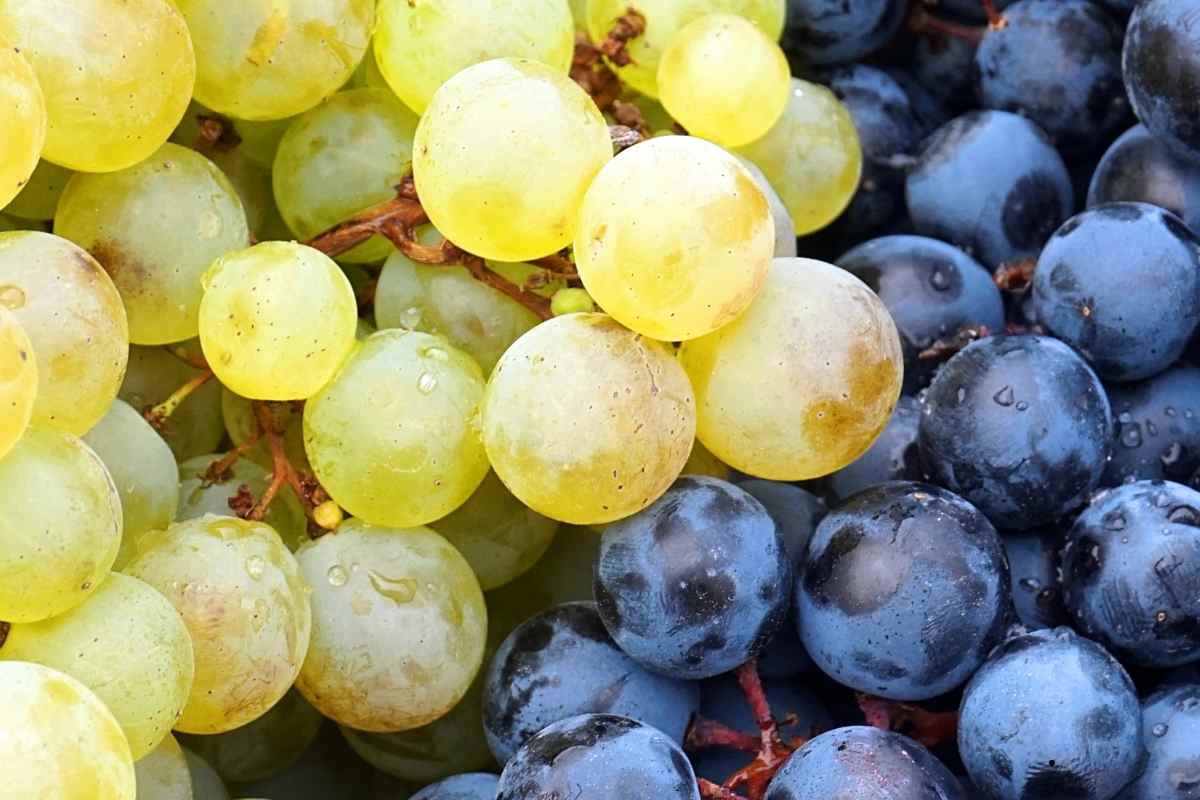 grappoli di uva bianca e nera