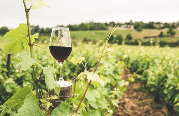 calice di vino rosso in mezzo ad una vigna