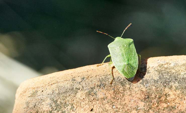 cimice su cemento