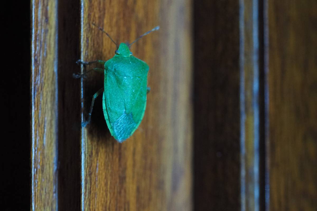 cimice su infissi