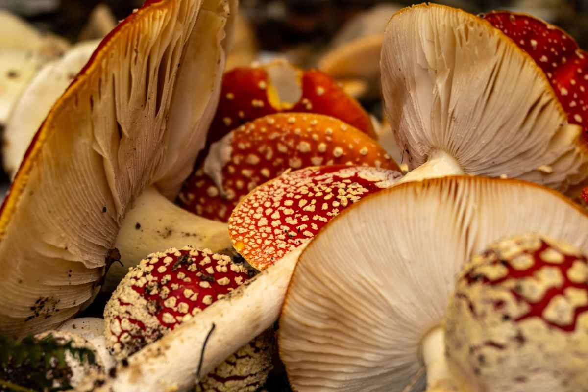 funghi velenosi