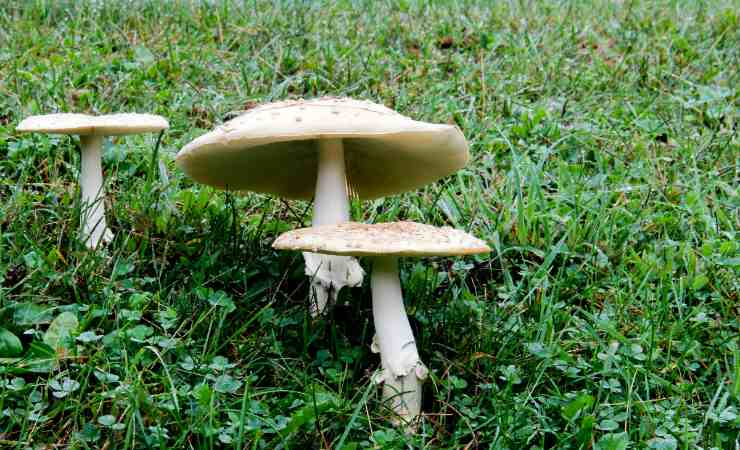 funghi velenosi nel prato