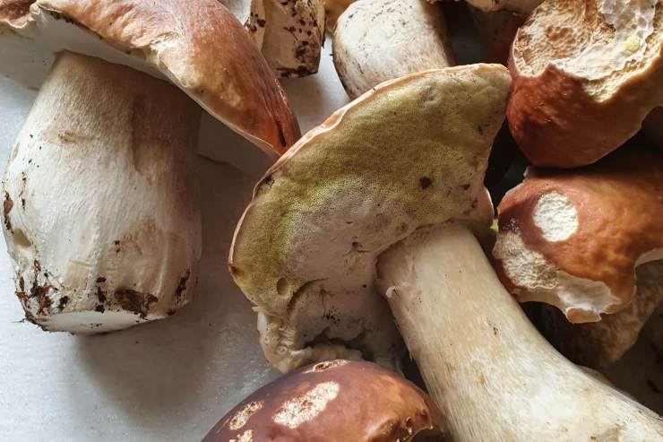 funghi porcini