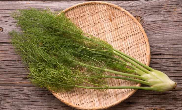 barba di finocchio