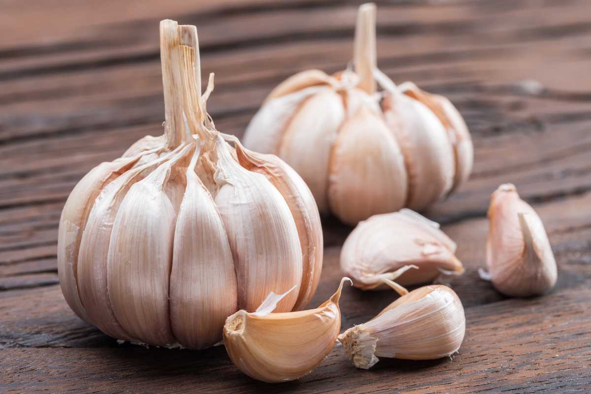 teste d'aglio