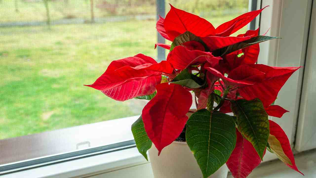 Stella di Natale buttalapasta.it