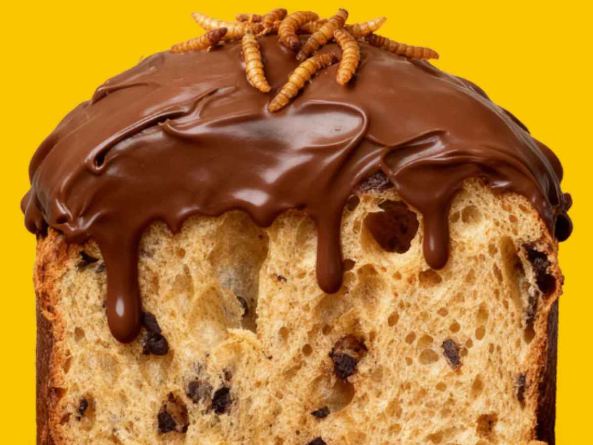panettone della small giants ricoperto da crema al cioccolato e larve tostate
