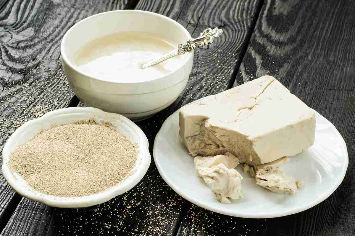 lievito di birra secco e fresco