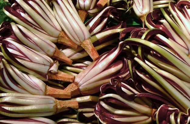 radicchio trevigiano