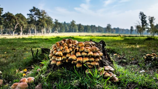 I funghi commestibili come riconoscerli e cucinarli