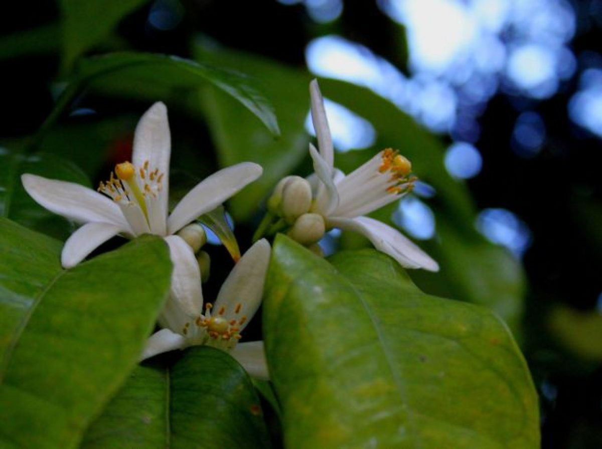 Acqua di fiori d’arancio