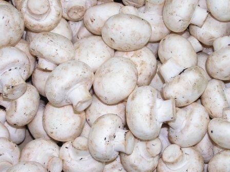 funghi champignon freschi