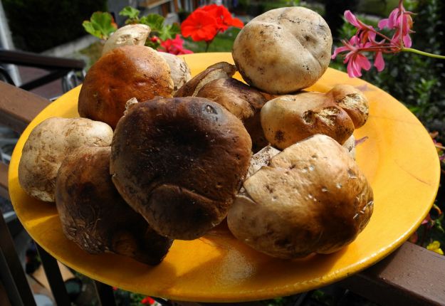 Funghi porcini al dragoncello