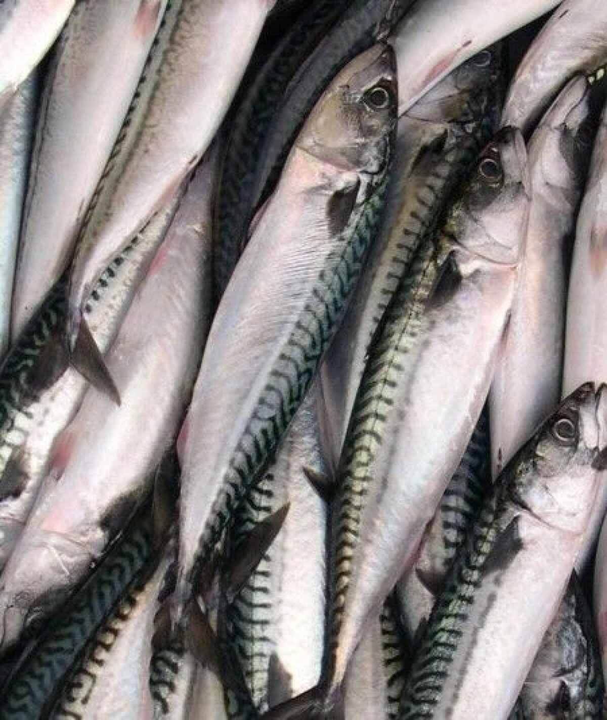 Sgombri alla greca