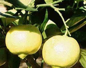 Liquore al bergamotto