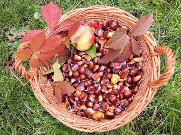 cesto castagne
