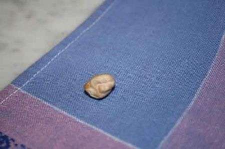 fava della befana