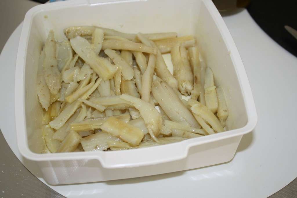 Scorzonera cotta