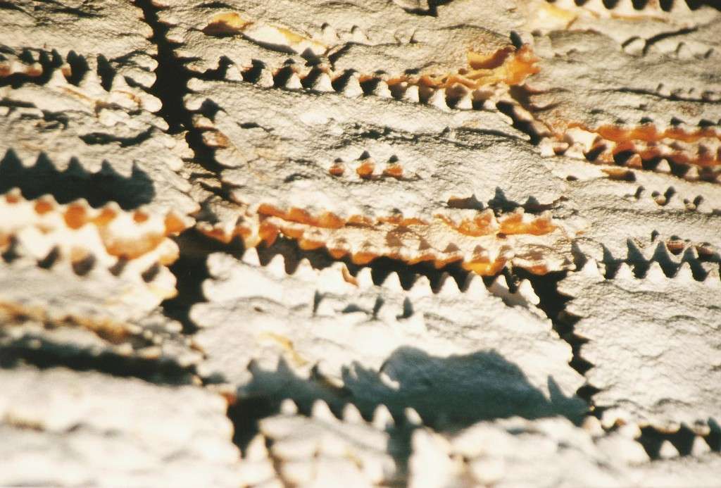 Chiacchiere al forno  4