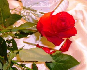 Elisir di rose per le mamme