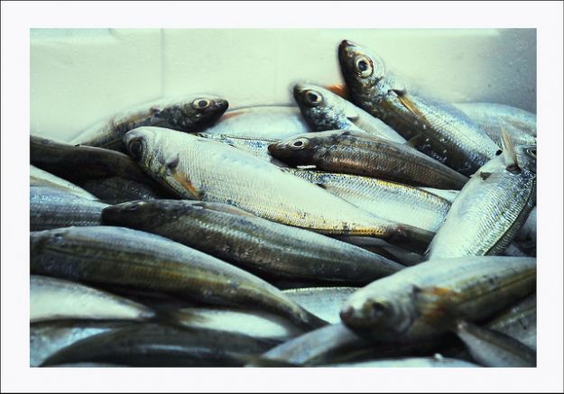 Polpettone di sarde al sugo