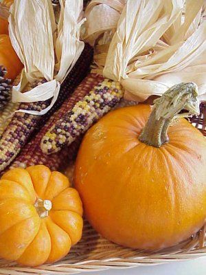 zucca e mais