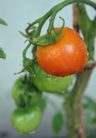 Anello di pomodoro in gelatina